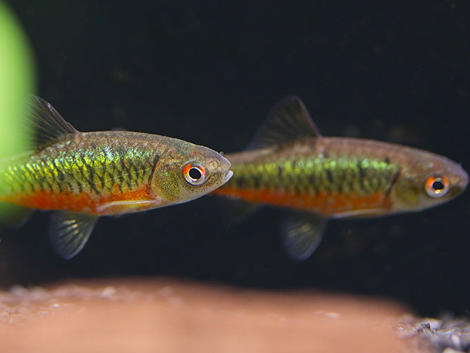 Schuberti Barb (Barbodes semifasciolatus var. schuberti) – Tank-Bred