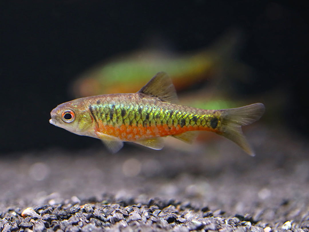 Schuberti Barb (Barbodes semifasciolatus var. schuberti) – Tank-Bred