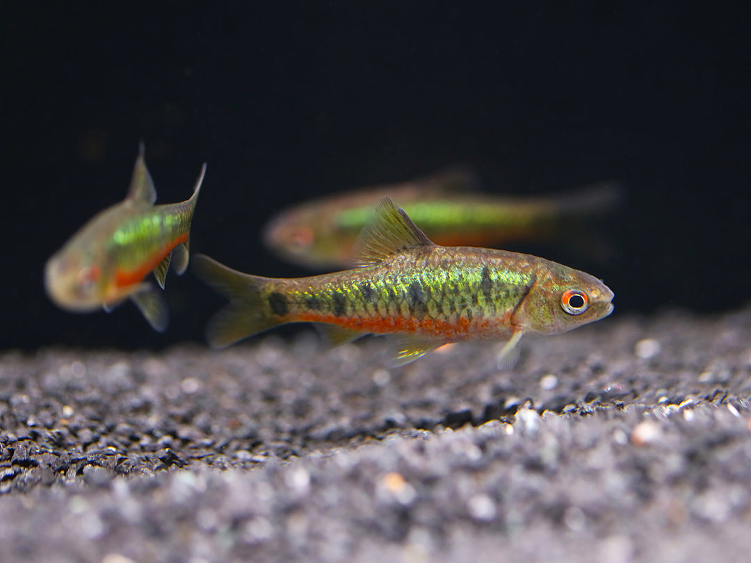 Schuberti Barb (Barbodes semifasciolatus var. schuberti) – Tank-Bred