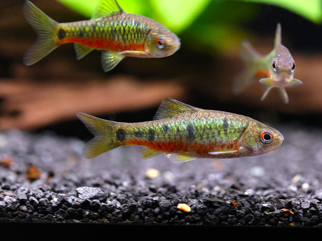 Schuberti Barb (Barbodes semifasciolatus var. schuberti) – Tank-Bred