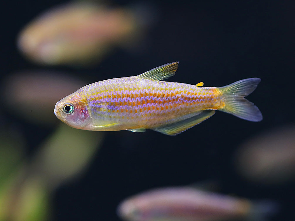 Scratched Inpa Tetra (Inpaichthys parauapiranga) – Tank Bred