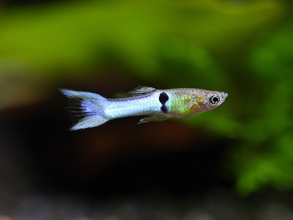 Sky Blue Endler’s Livebearer (Poecilia wingei var. “Sky Blue”), Tank-Bred