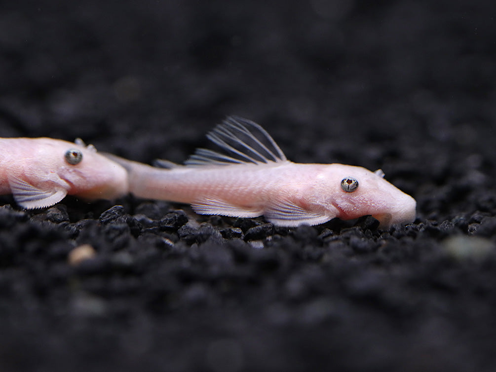 Snow White Bristlenose Pleco L144 (Ancistrus sp.) - Tank Bred