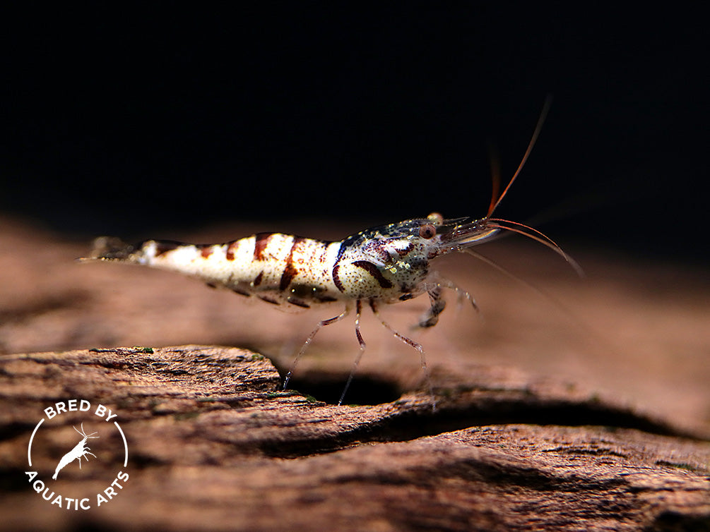 Snow Zebra Sulawesi Shrimp (Caridina sp) - Bred by Aquatic Arts