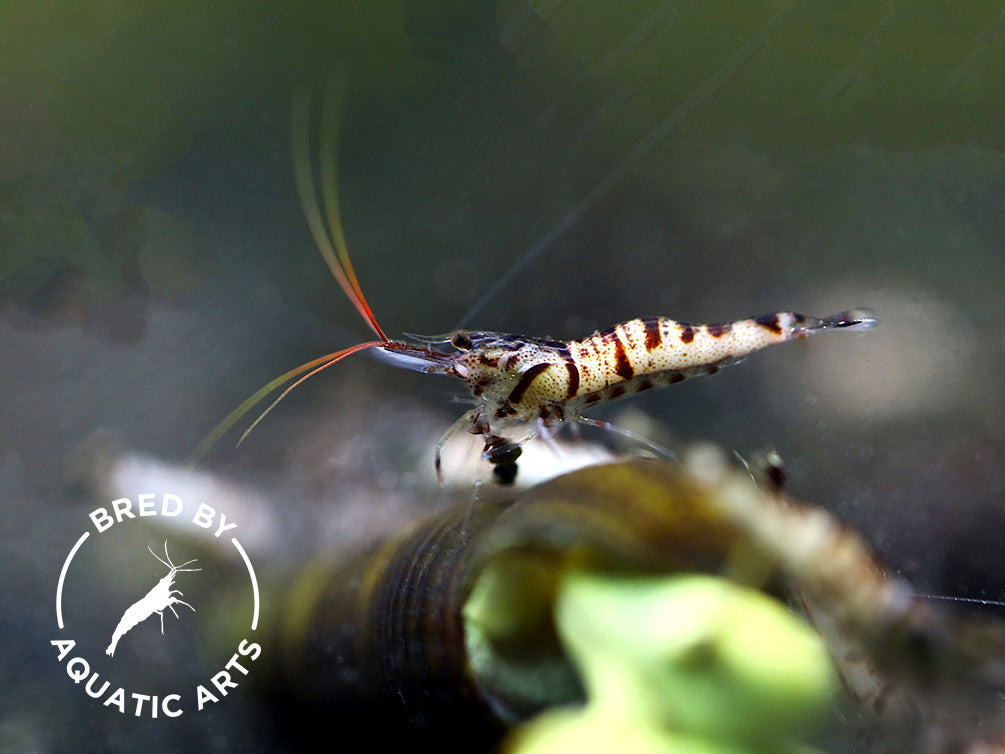 Snow Zebra Sulawesi Shrimp (Caridina sp) - Bred by Aquatic Arts