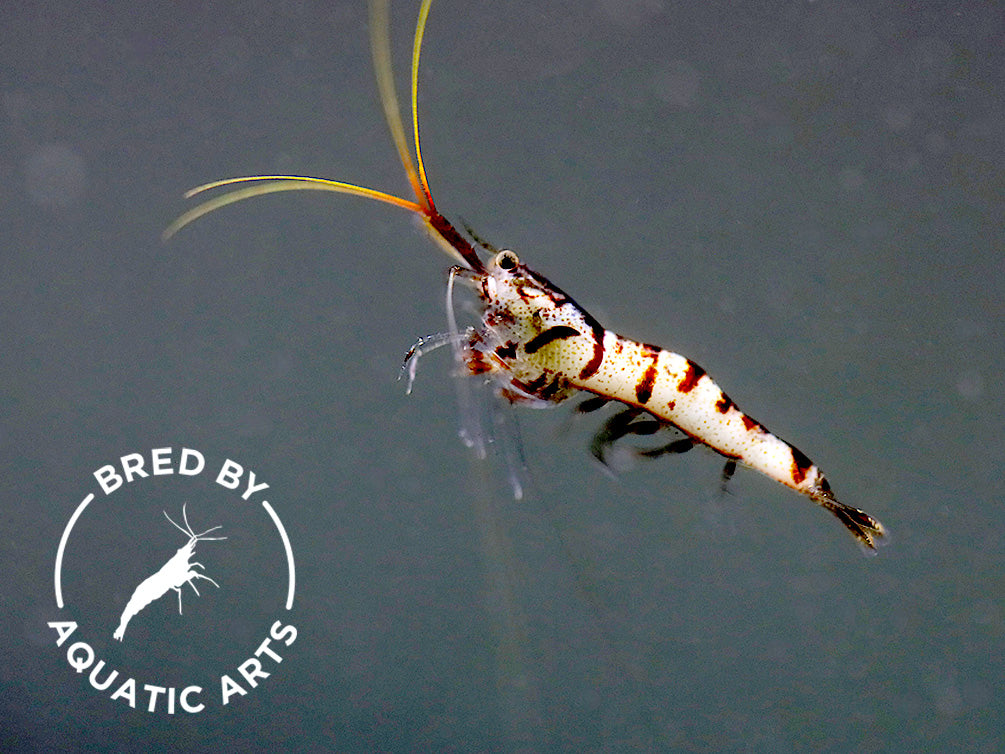 Snow Zebra Sulawesi Shrimp (Caridina sp) - Bred by Aquatic Arts