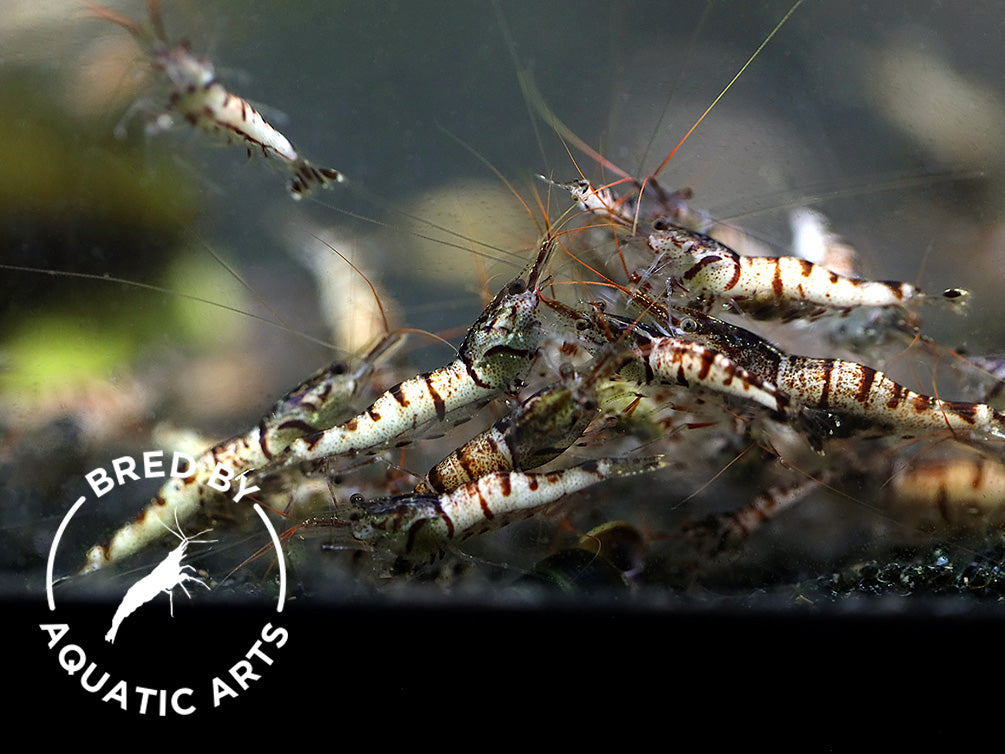 Snow Zebra Sulawesi Shrimp (Caridina sp) - Bred by Aquatic Arts