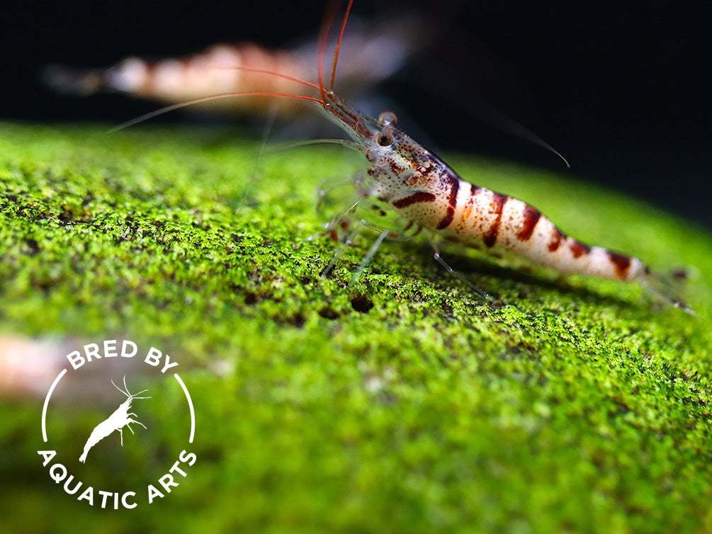 Snow Zebra Sulawesi Shrimp (Caridina sp) - Bred by Aquatic Arts