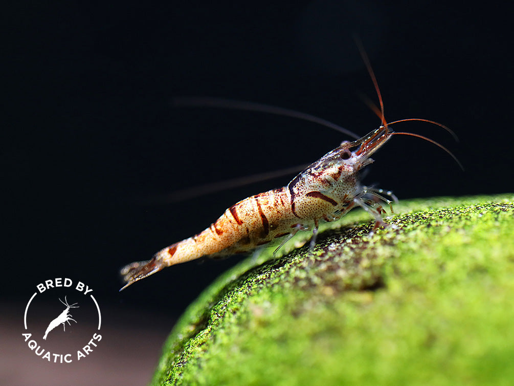Snow Zebra Sulawesi Shrimp (Caridina sp) - Bred by Aquatic Arts