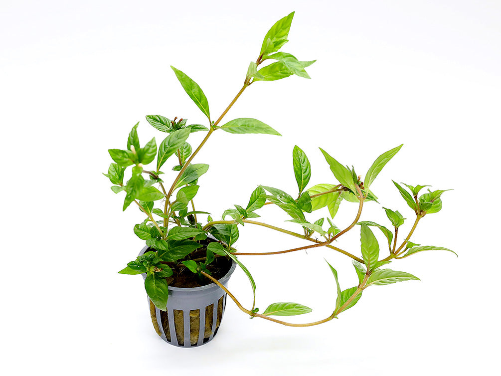 Staurogyne sp. ‘Porto Velho’ Plant – Potted
