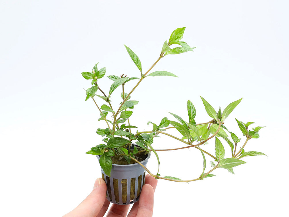 Staurogyne sp. ‘Porto Velho’ Plant – Potted