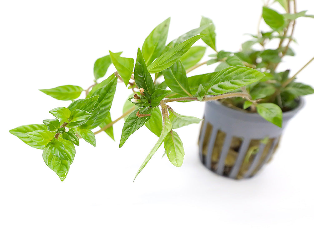 Staurogyne sp. ‘Porto Velho’ Plant – Potted