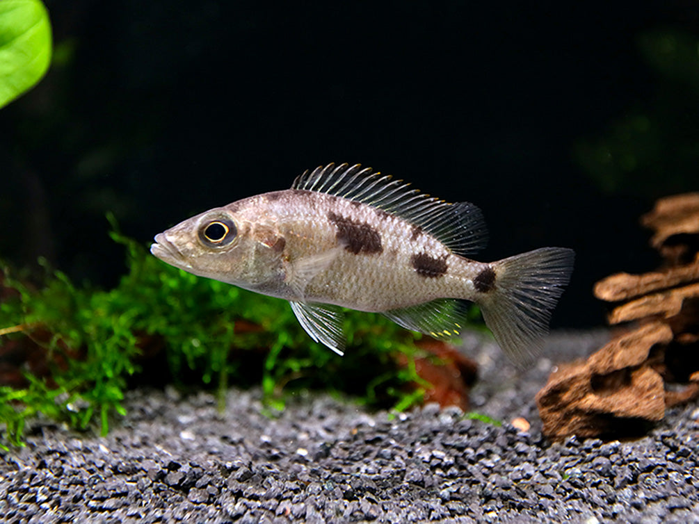 Stigmatochromis melanchros Cichlid – Locally Bred