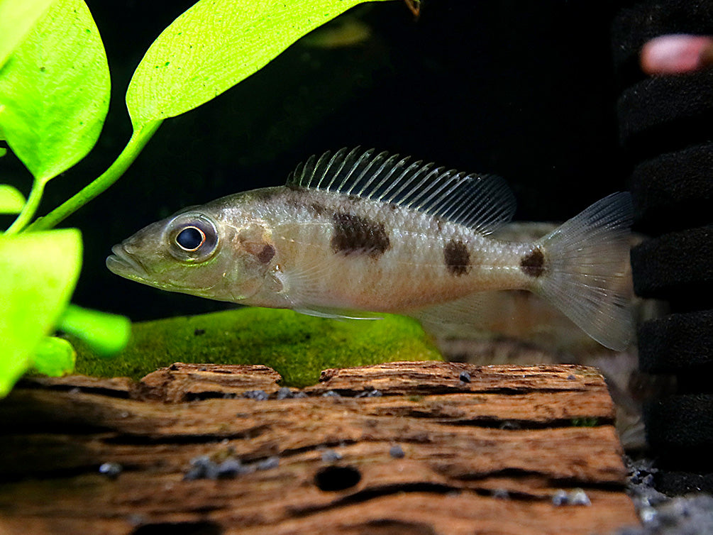 Stigmatochromis Woodi Cichlid – Locally Bred