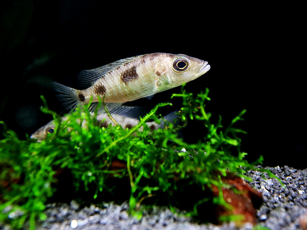 Stigmatochromis Woodi Cichlid – Locally Bred – Aquatic Arts