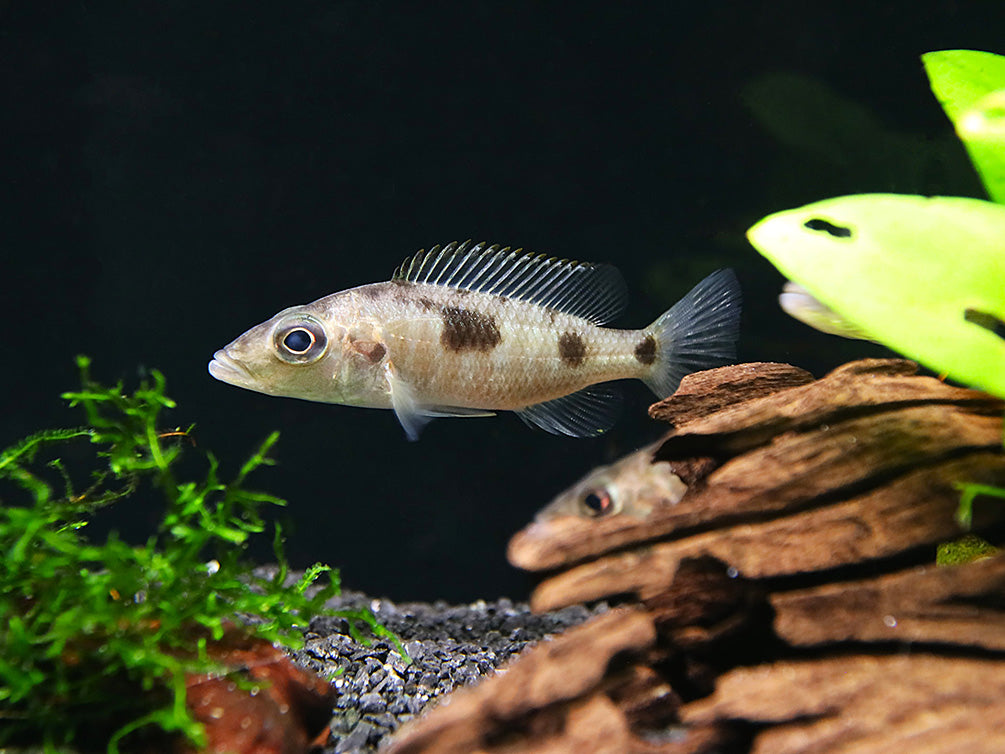 Stigmatochromis Woodi Cichlid – Locally Bred