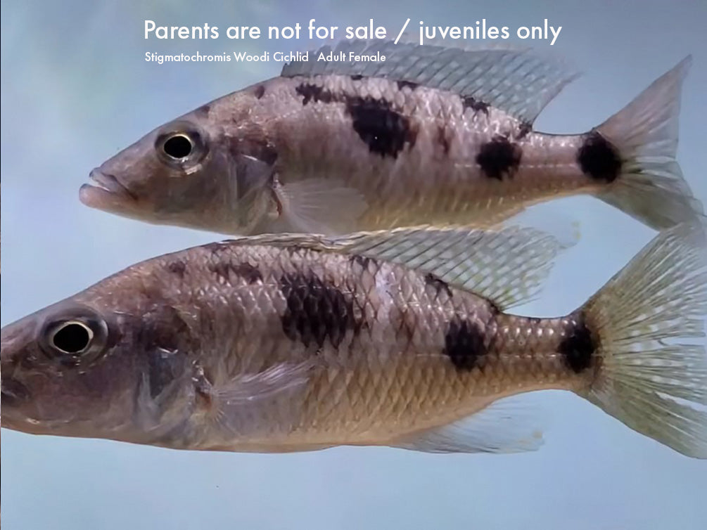 Stigmatochromis Woodi Cichlid – Locally Bred