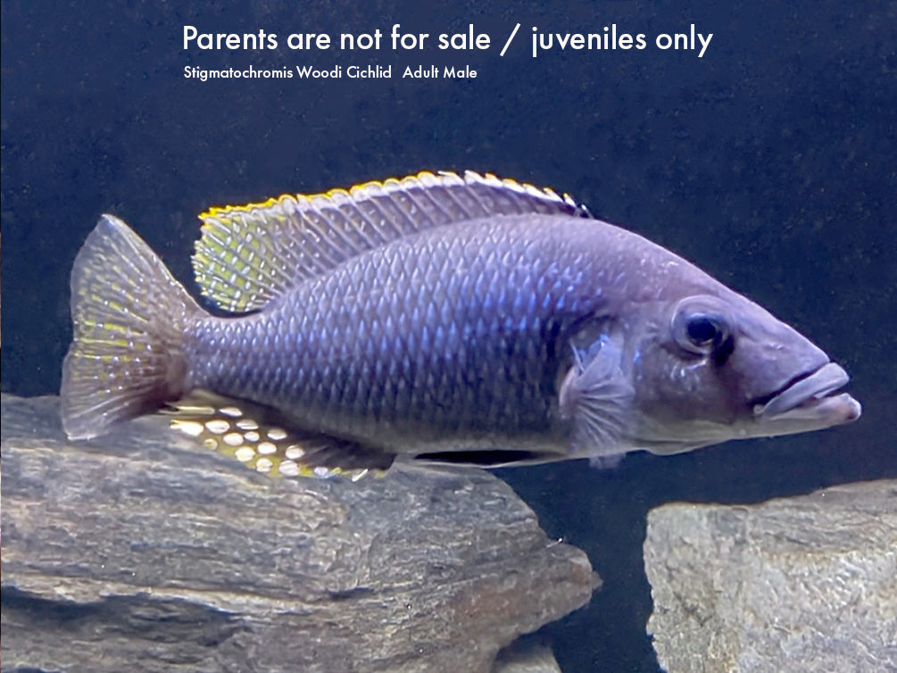 Stigmatochromis Woodi Cichlid – Locally Bred