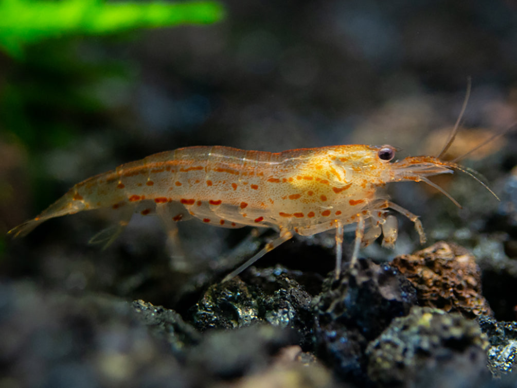 Colorful Amano Shrimp Combo Pack – Lemon Yellow, Sun Orange & Snow (Tank-Bred)