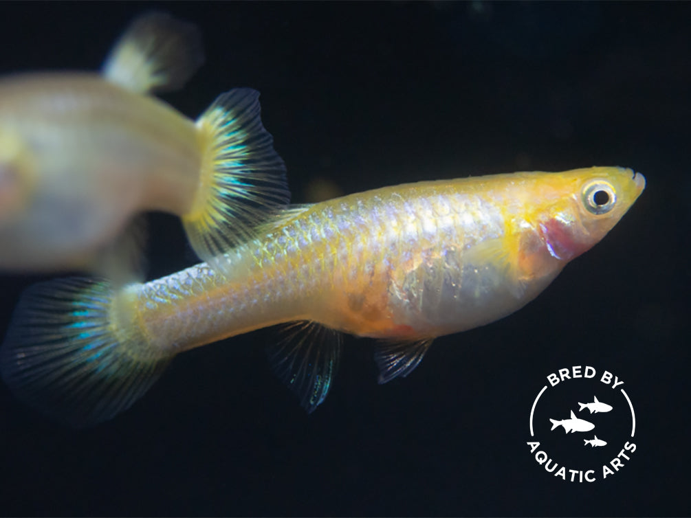 Super Platinum Guppy (Poecilia reticulata) – Bred by Aquatic Arts