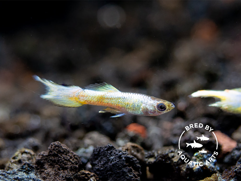 Super Platinum Guppy (Poecilia reticulata) – Bred by Aquatic Arts