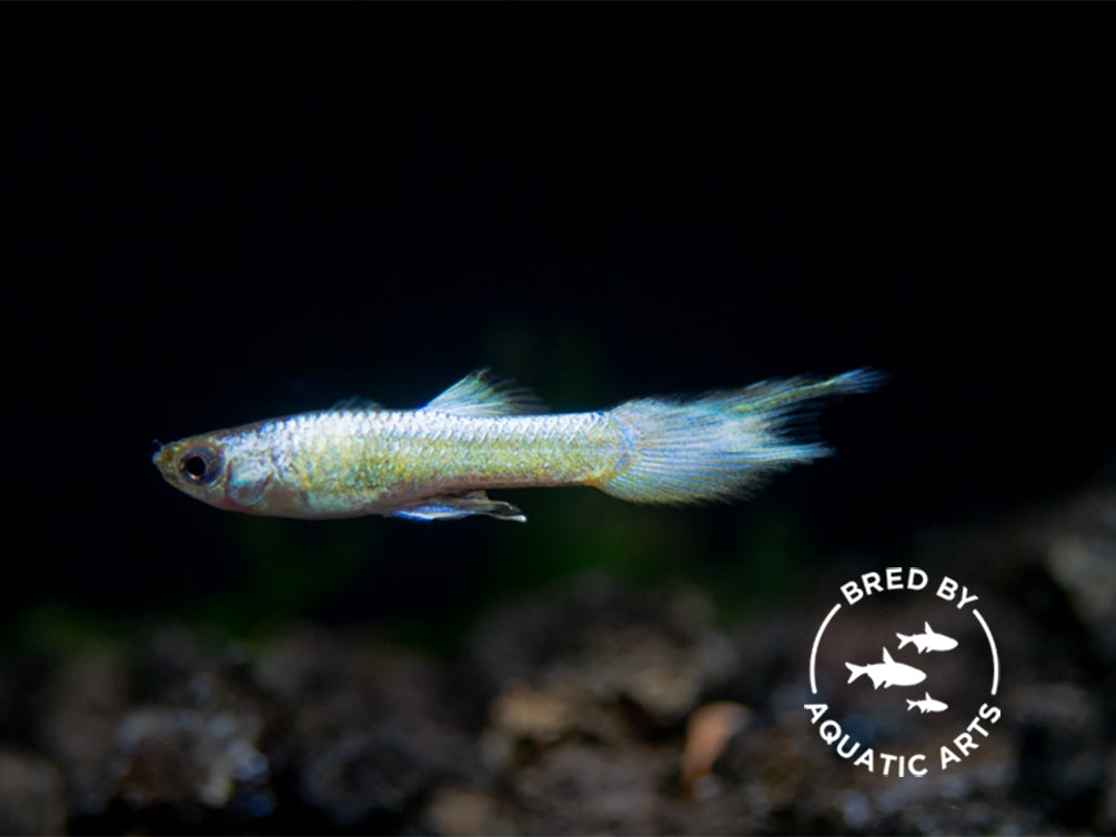 Super Platinum Guppy (Poecilia reticulata) – Bred by Aquatic Arts