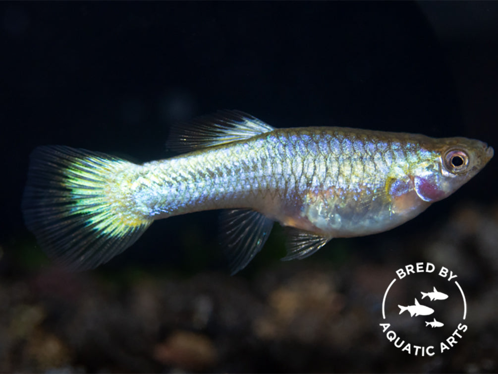 Super Platinum Guppy (Poecilia reticulata) – Bred by Aquatic Arts