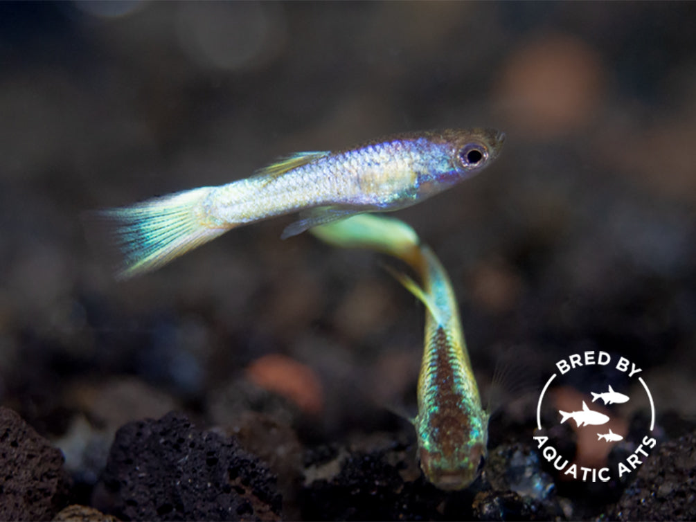 Super Platinum Guppy (Poecilia reticulata) – Bred by Aquatic Arts