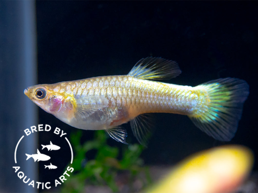 Super Platinum Guppy (Poecilia reticulata) – Bred by Aquatic Arts
