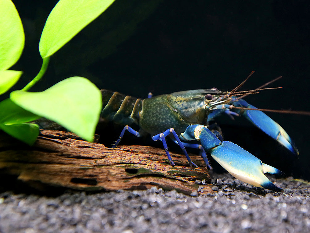 Supernova AKA Blue Moon Crayfish (Cherax boesemani)