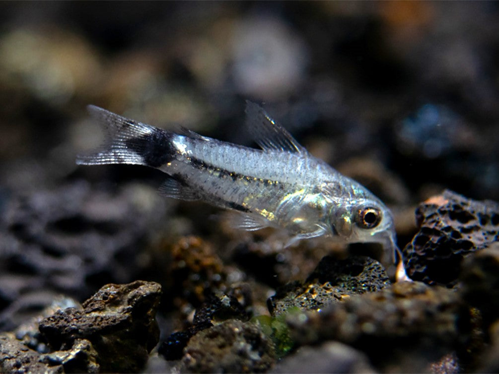 Tail Spot Pygmy Cory (Corydoras hastatus) - Tank Bred