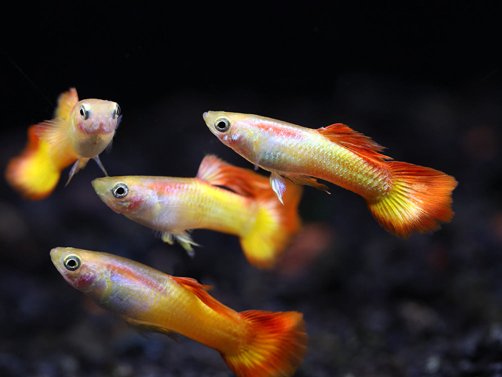 Tequila Sunrise Guppies (Poecilia reticulata) Tank Bred – Aquatic Arts