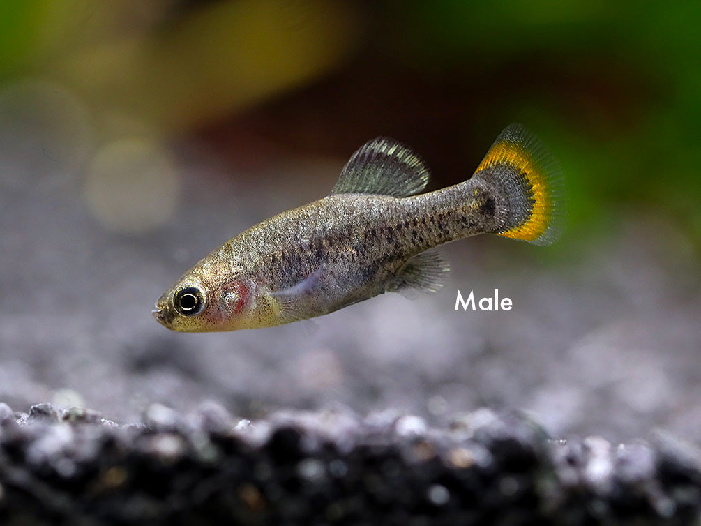 Tequila Goodeid (Zoogoneticus tequila), BREDBY: Aquatic Arts