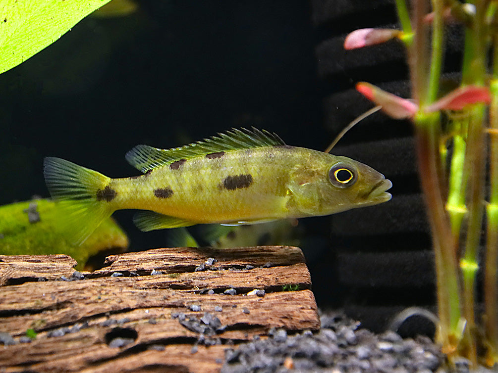 Three spot Torpedo Cichlid (Exochochromis Anagenysy)  – Locally Bred