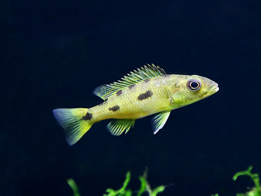 Three spot Torpedo Cichlid (Exochochromis Anagenysy)  – Locally Bred