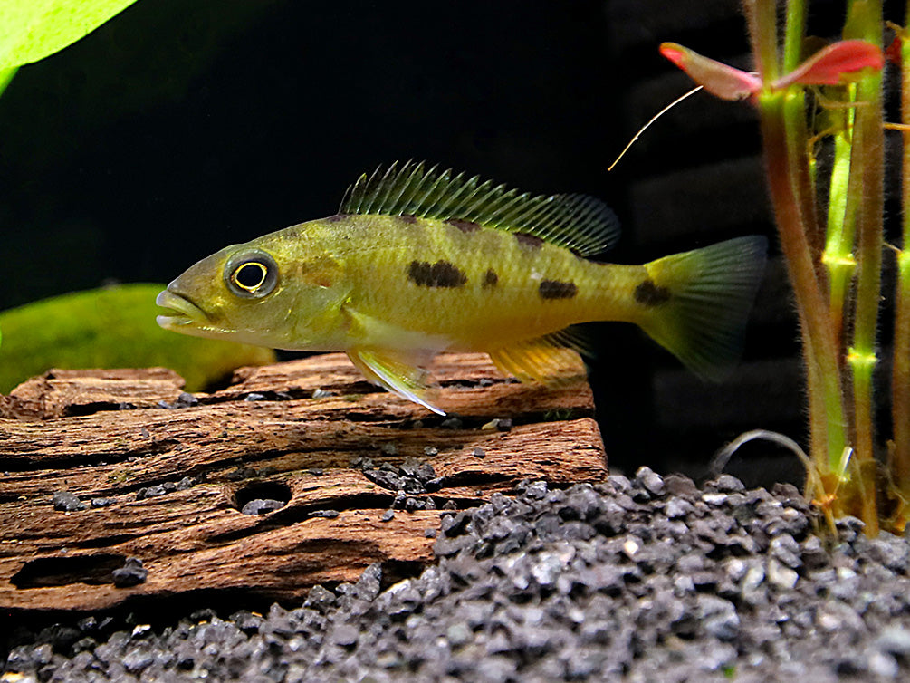 Three spot Torpedo Cichlid (Exochochromis Anagenysy)  – Locally Bred