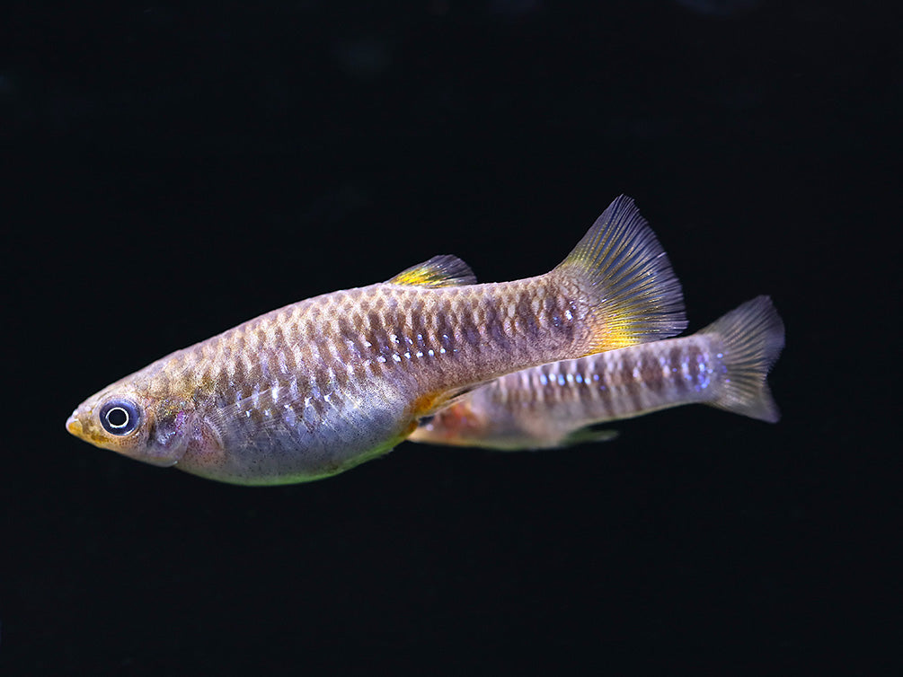 Tiburon Limia (Limia tridens) – USA Bred