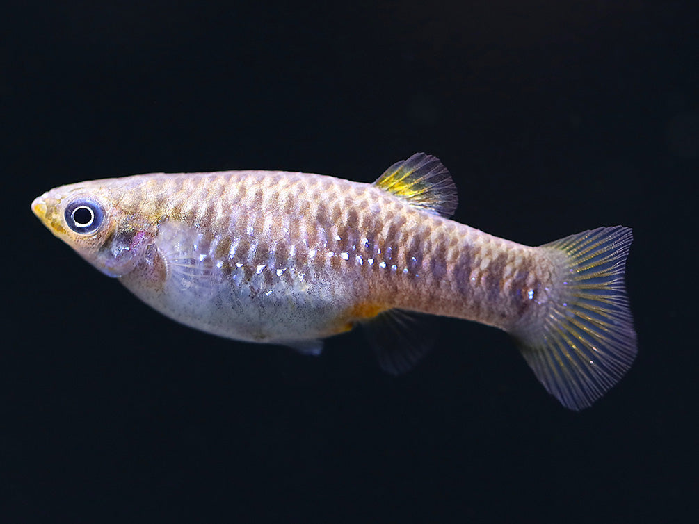 Tiburon Limia (Limia tridens) – USA Bred