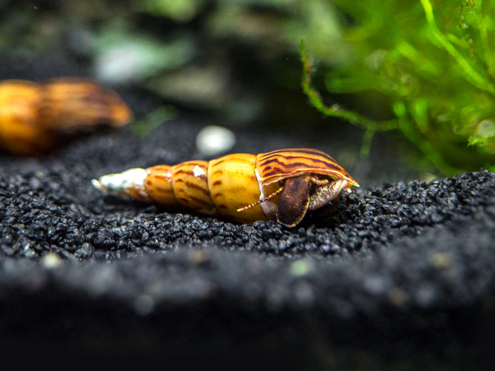 Tiger Spike Chopstick Snail (Stenomelania acutospira)