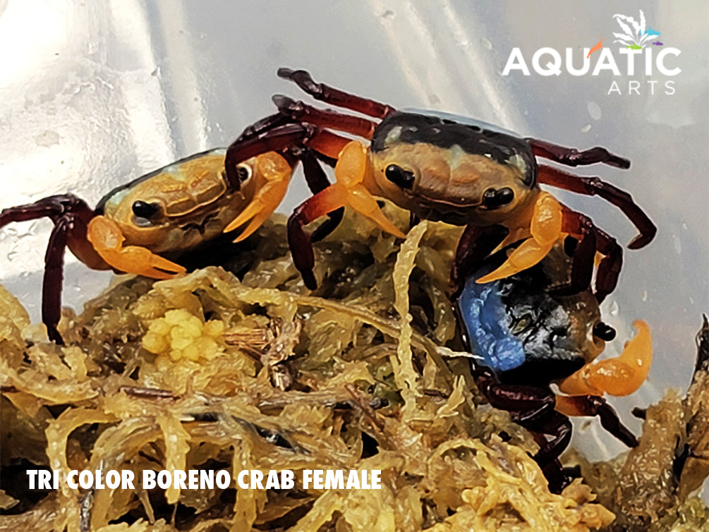 Tricolor Borneo Crab (Lepidothelphusa sp)
