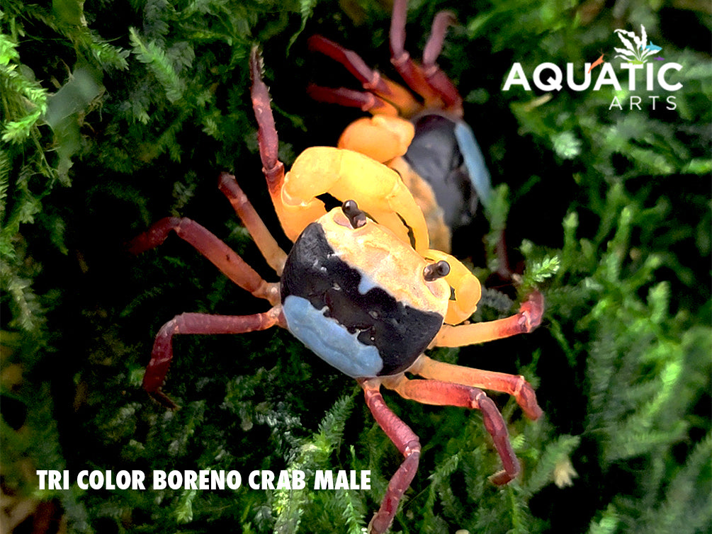 Tricolor Borneo Crab (Lepidothelphusa sp)
