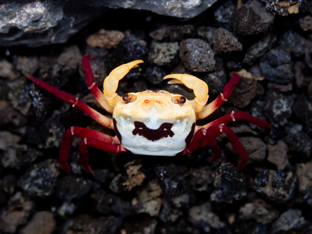 Tricolor Borneo Crab (Lepidothelphusa sp)