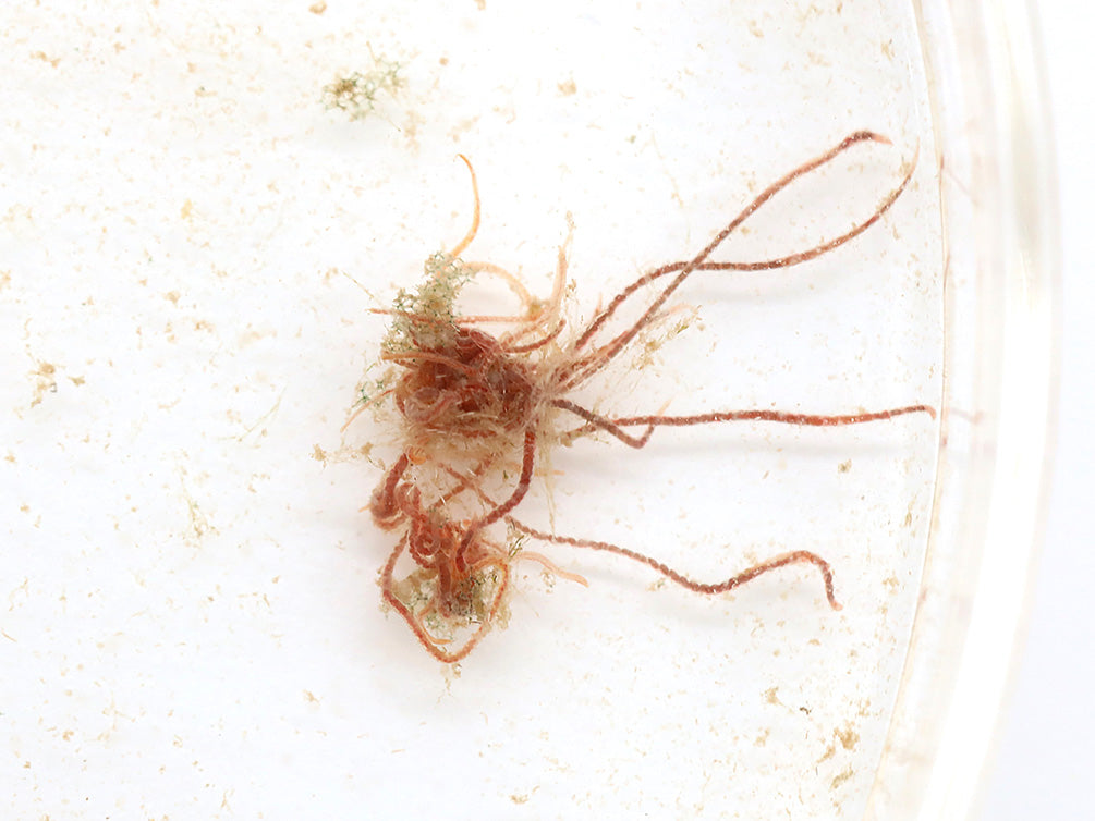 Live Tubifex Worms (Tubifex tubifex) – Aquatic Arts