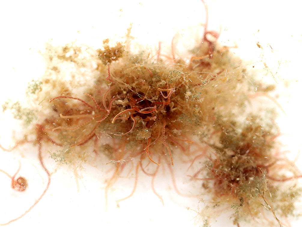 Live Tubifex Worms (Tubifex tubifex) – Aquatic Arts