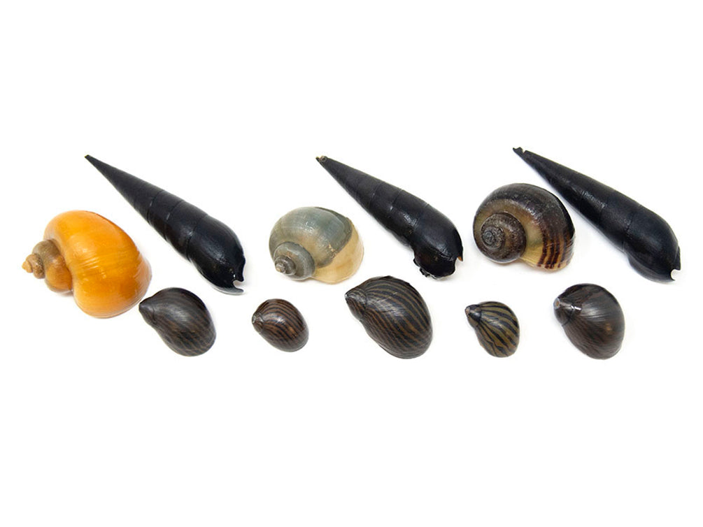 Ultimate Algae Cleaning Crew - 3 Different Types of Snails!