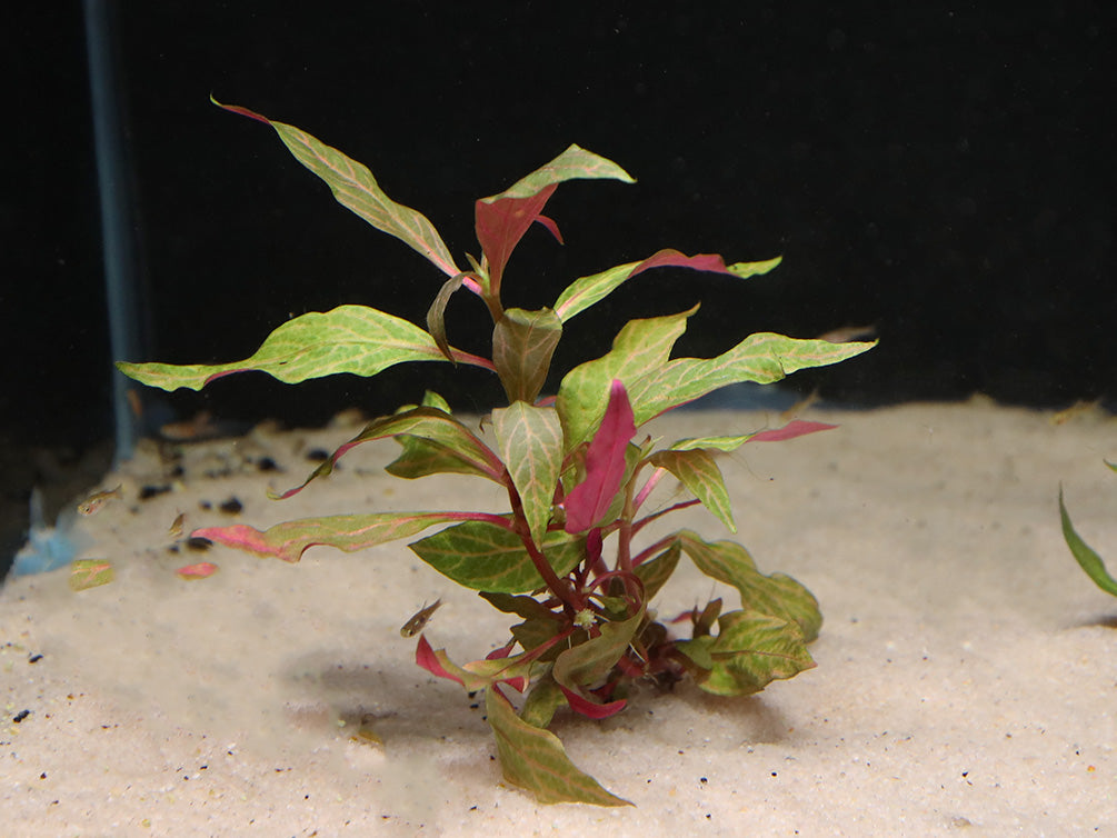 Alternanthera Reineckii Rosanervig (Alternanthera Reineckii "Rosanervig") Bunch