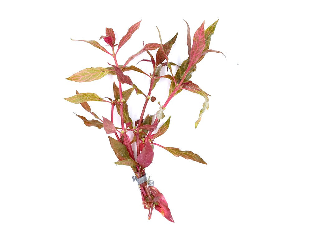 Alternanthera Reineckii Rosanervig (Alternanthera Reineckii "Rosanervig") Bunch