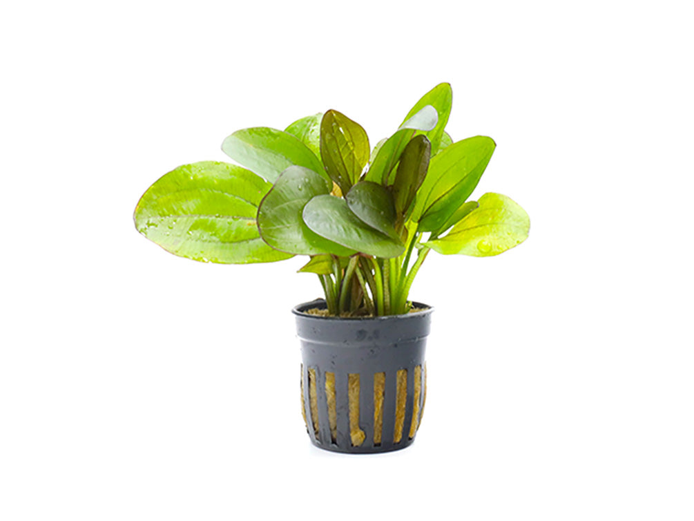 Variegated Sword Plant (Echinodorus horizontalis ‘Variegated’)
