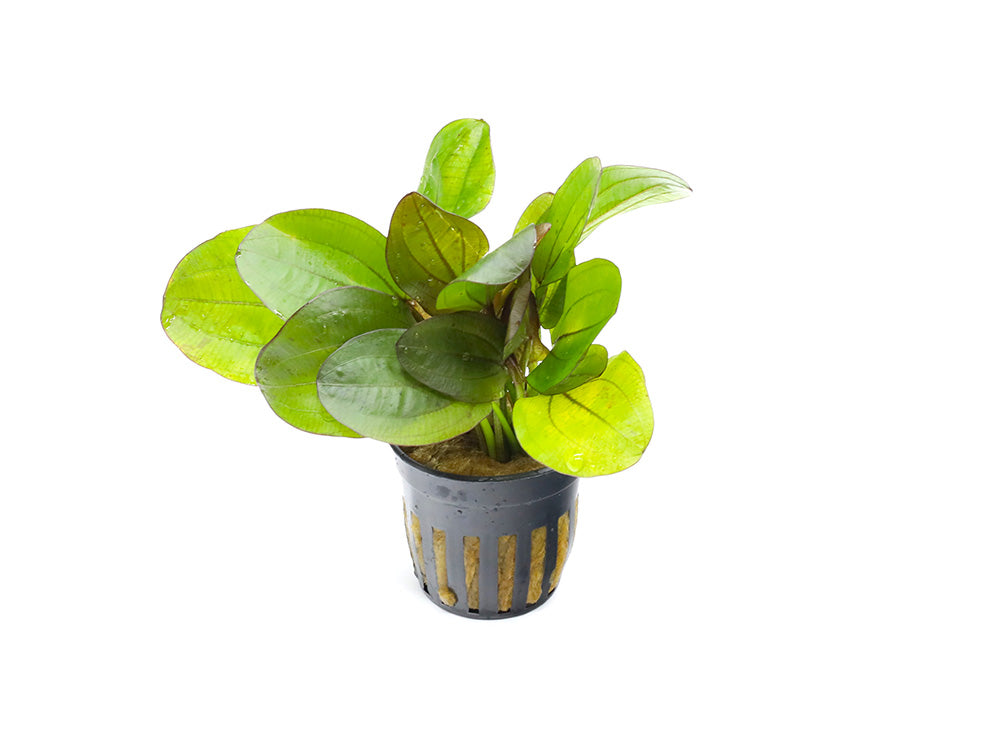 Variegated Sword Plant (Echinodorus horizontalis ‘Variegated’)