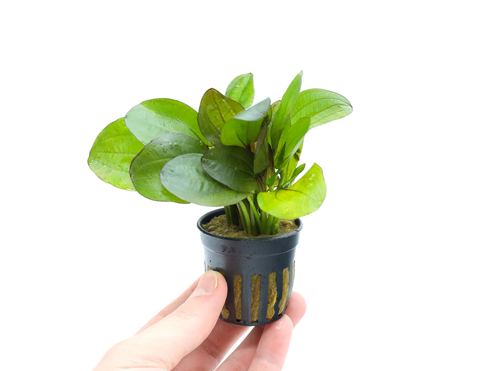 Variegated Sword Plant (Echinodorus horizontalis ‘Variegated’)